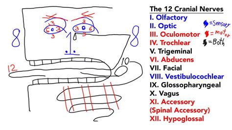 The 12 Cranial Nerves Mnemonic Study Sheet by XLpug.deviantart.com on ...