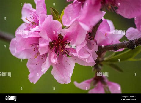 Korea Plum Flowers, Jeju Island- Korea Stock Photo - Alamy