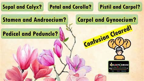 Difference between Sepal and Calyx, Petal and Corolla, Stamen and Androecium, Pistil and Carpel ...