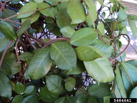 confederate jasmine (Trachelospermum jasminoides)