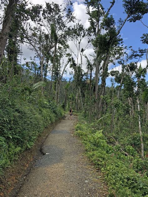 Hiking Trails in El Yunque after Hurricane Maria — Rainforest Inn Boutique Bed and Breakfast