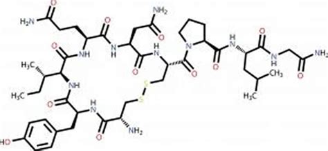 "Love Hormone" Oxytocin 100 Times Higher in Blood Than Previously ...