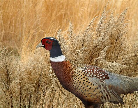 Ringneck Pheasant Digital Art by TnBackroadsPhotos