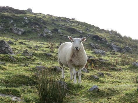 Researching Details of Dairy Sheep • a traditional life