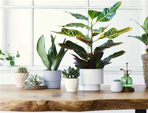 Grow These 7 Favorite Succulents Indoors