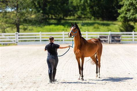 How to Train a Horse (Helpful Techniques & Timing) - Horse Rookie