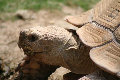 Giant Tortoise by Drachinifel on DeviantArt