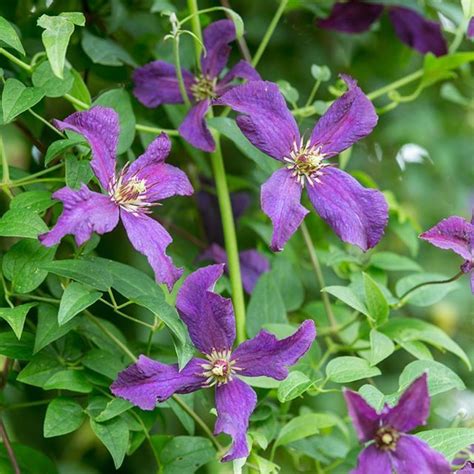 Now's the time to hard prune your Group 3 clematis to ensure a good ...