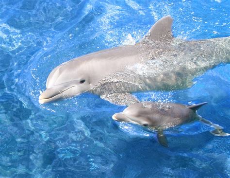 Baby Dolphins Wallpapers - Wallpaper Cave