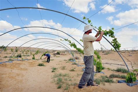 The kibbutz is Israel’s original start-up