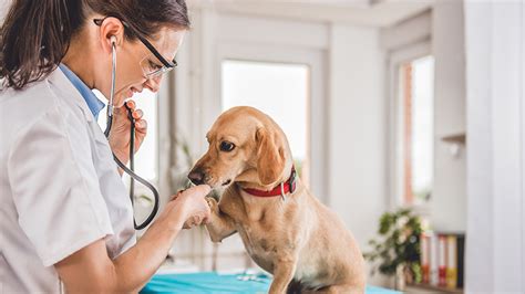 Veterinary Courses In Gainesville, GA | ed2go