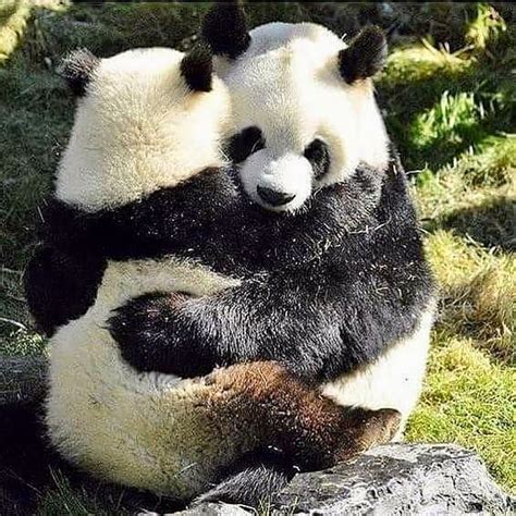 Pin by Silvia Vásquez on Me encantan los pandas y los osos polares, son adorables! | Baby panda ...