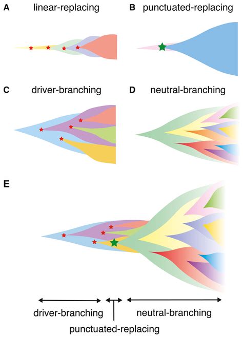 A unified simulation model for understanding the diversity of cancer ...