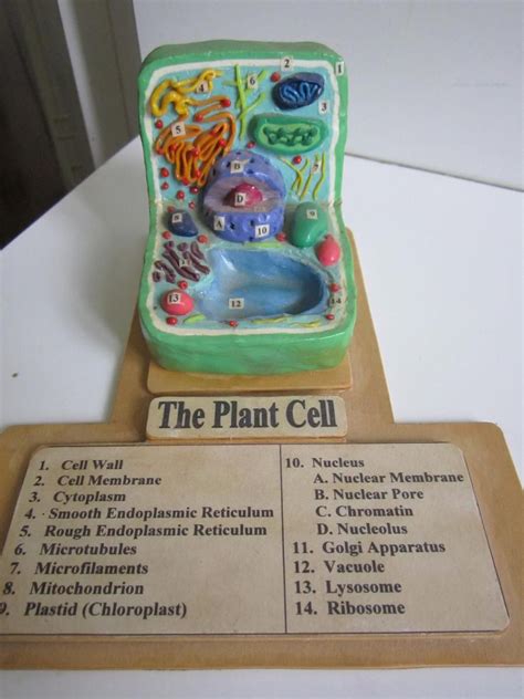 Plant Cell with Key by Ballerinatwin3 on DeviantArt | Plant cell model, Plant cell project ...