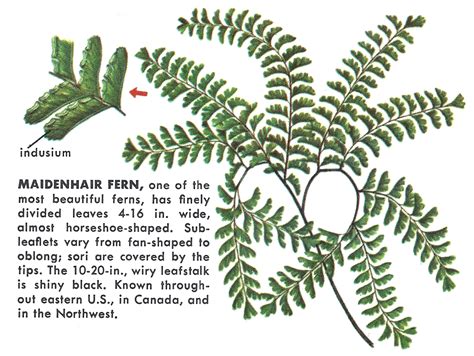 Common name: Maidenhair fern Scientific name:... - PNW BOTANY