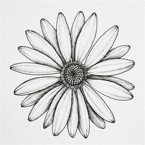 Anett Pato on Instagram: "Daisy . . . #floralsyourway #botanicalartist #botanicallinedrawing # ...