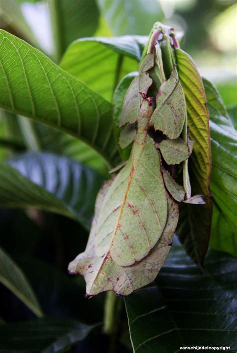 Camouflage - Bali Phasmida Phylliidae Insect (Walking Leaf… | Flickr