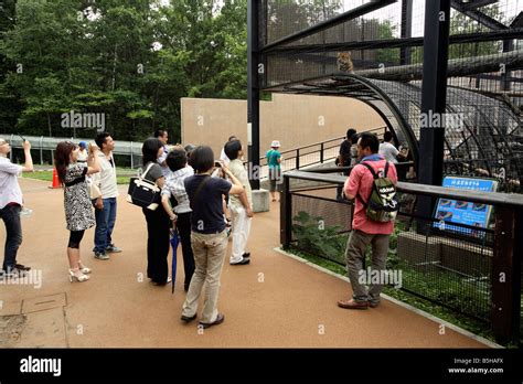 Tourists at the Fierce Animals exhibit in Asahiyama Zoo Hokkaido Japan Stock Photo - Alamy