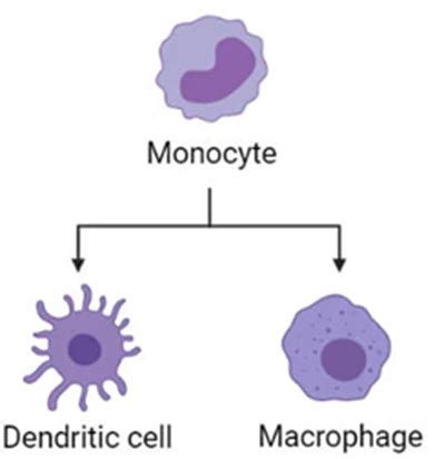 Monocyte - Definition and Examples - Biology Online Dictionary