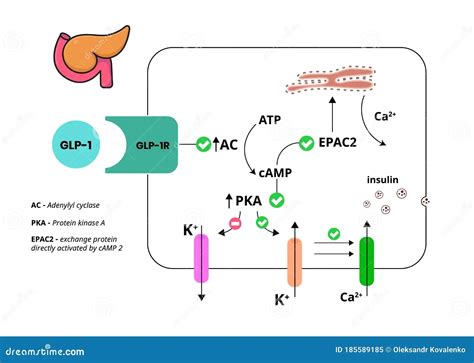 Mechanism Of Action Of Glp 1 Receptor Agonist