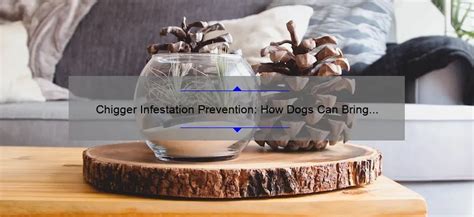 Chigger Infestation Prevention: How Dogs Can Bring Chiggers into Your ...