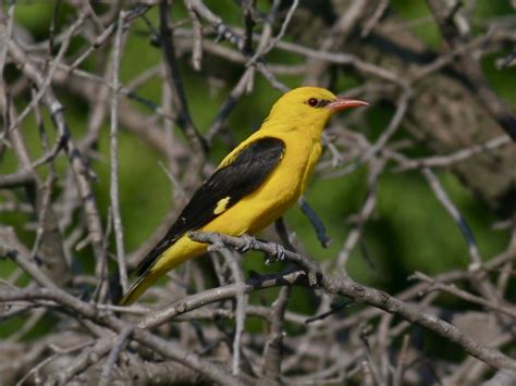 Golden oriole - Birding Languedoc