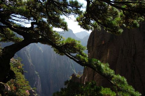 Pine tree at Mt Huangshan, Anhui, China [2707x1800] (own work) : EarthPorn