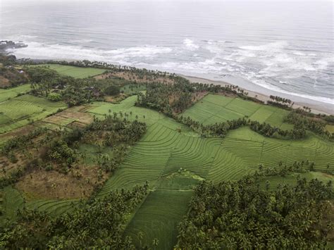 Aerial view of rice fields near ocean coastline stock photo