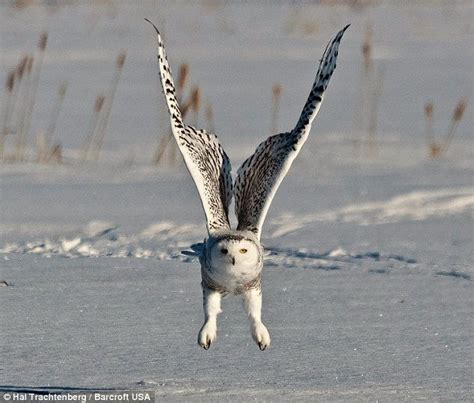 snowy owl | Animals, Bird photo, Arctic tundra