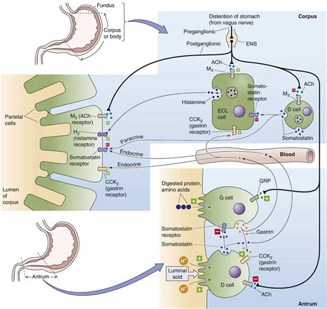 Acid Secretion - Gastric Function - The Gastrointestinal System - Medical Physiology, 3rd Edition