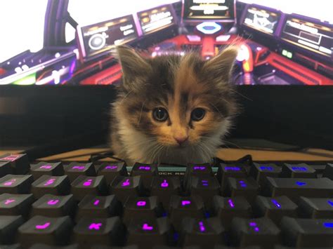 the next great gamer kitten : CatsOnKeyboards