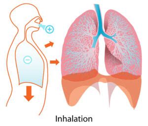 What Are Best Breathing Techniques In Pilates?