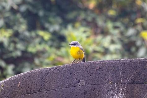 "Eastern Yellow Robin" Images – Browse 296 Stock Photos, Vectors, and ...