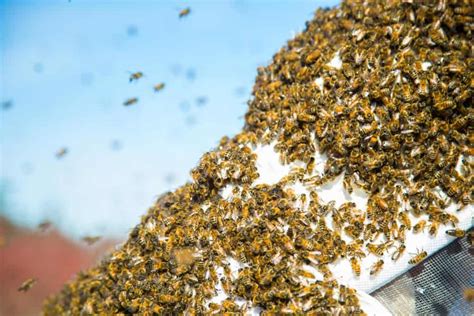 Fear of Bees (Melissophobia/Apiphobia) - Beekeeping 101