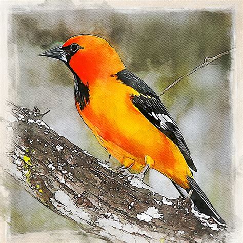 Download Bird, Finch, Colorful. Royalty-Free Stock Illustration Image ...