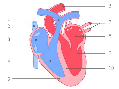 Légender le schéma d'un cœur - 5e - Exercice de connaissances SVT - Kartable