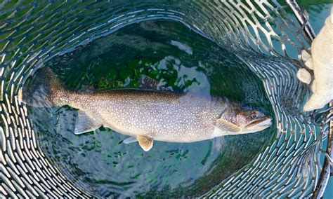 Natural Reproduction of Lake Michigan Lake Trout – Sport Fish Ecology ...