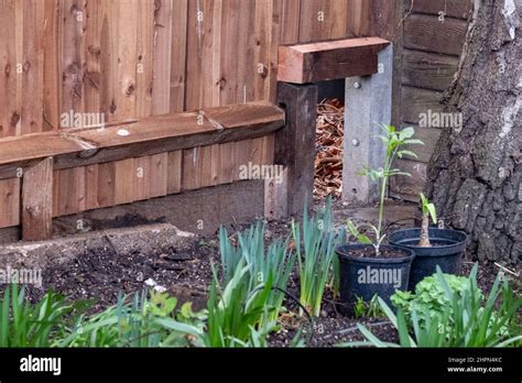 Hedgehog highway in an urban garden in London UK. The gap in the wooden ...