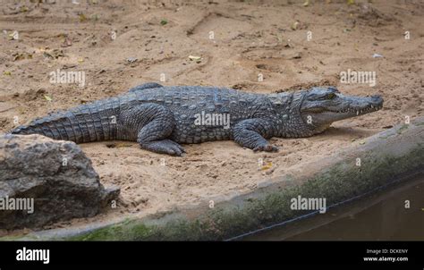 Crocodile in the Indian Reserve Stock Photo - Alamy