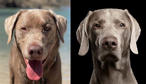 Silver Lab vs Weimaraner: Which is a Better Family Dog? - K9 Web