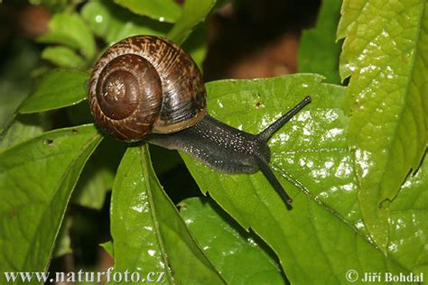 Copse Snail Photos, Copse Snail Images, Nature Wildlife Pictures | NaturePhoto