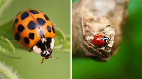 Asian Lady Beetle vs. Ladybug — How To Tell The Difference Between The Bugs All Over Quebec ...