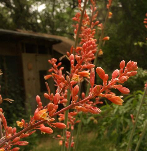 Red Yucca Plant Care