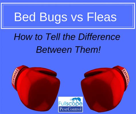 Bed Bugs vs Fleas: How to Tell the Difference - FullScope Pest Control