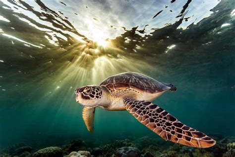 Sea turtles sometimes get really lost in the ocean on the way home | New Scientist