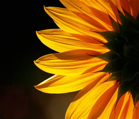 Yellow Sunflower flower close-up photo HD wallpaper | Wallpaper Flare