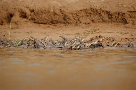 Premium Photo | Indian gavial in the nature habitat chambal river sanctuary