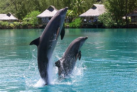 Dolphin Center en Moorea | Moorea, Tahiti travel, Tahiti