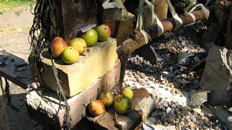 2008-09-01 Artist Encampment on Bumpkin Island 914 | Flickr