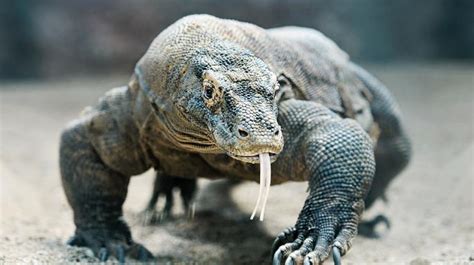 How Komodo dragon blood can ward off superbacteria – Antimicrobial Discovery Research